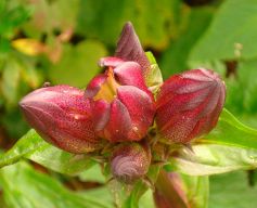 2013-08-18_Regina-F-Rau_Schachen_Blumen  (227).JPG